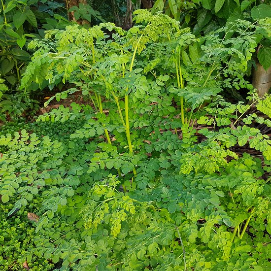 Moringa Leaves02