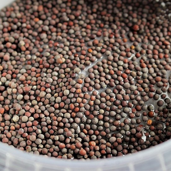Mustard Seeds01