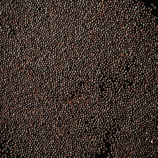 Mustard Seeds02
